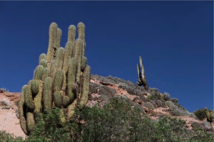 comunidad-willkipujo-cactus